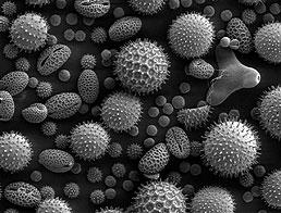 Pollen from a variety of common plants shown magnified 500 times. (Dartmouth College Electron Microscope Facilty, Wikipedia)