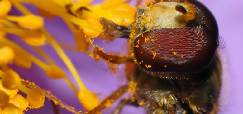 A bee with pollen. Wikimedia Commons