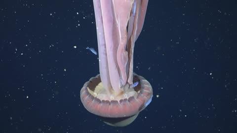 BusSized Jellyfish off Coast of Argentina